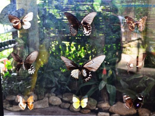 Butterflies-in-Glass