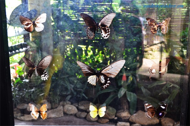Butterflies-in-Glass