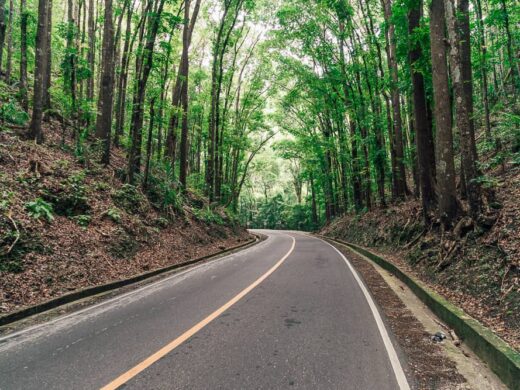 mad-made-forest-bohol-3