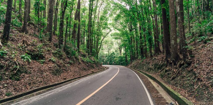 mad-made-forest-bohol-3