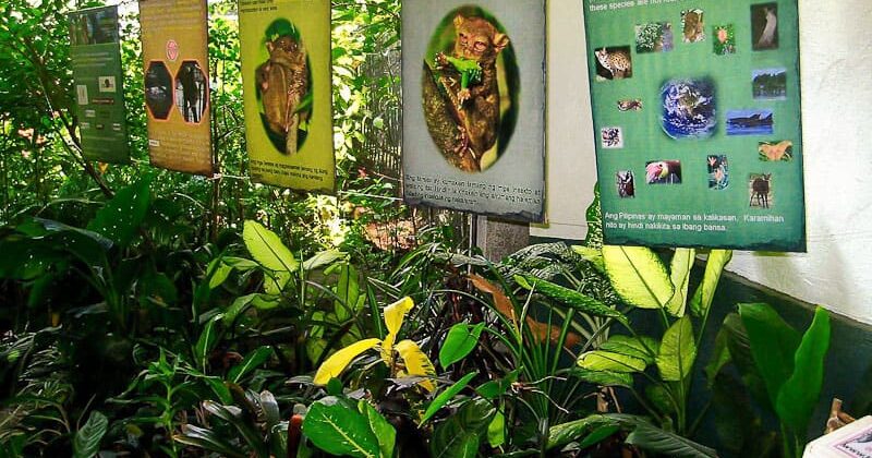 simply-butterfly-conservation-center-bohol-charts