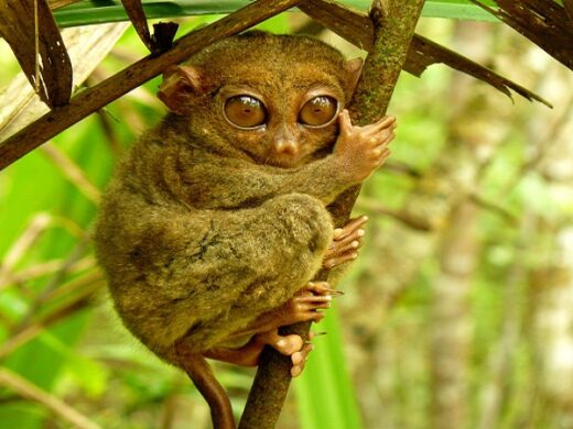 tarsier-bohol