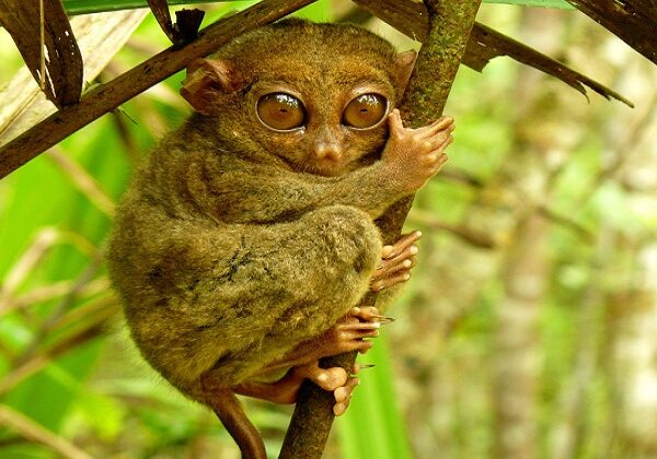 tarsier-bohol